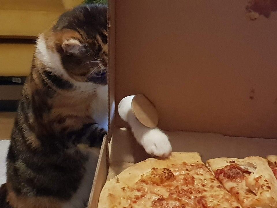    lizzlenizzlemizzle