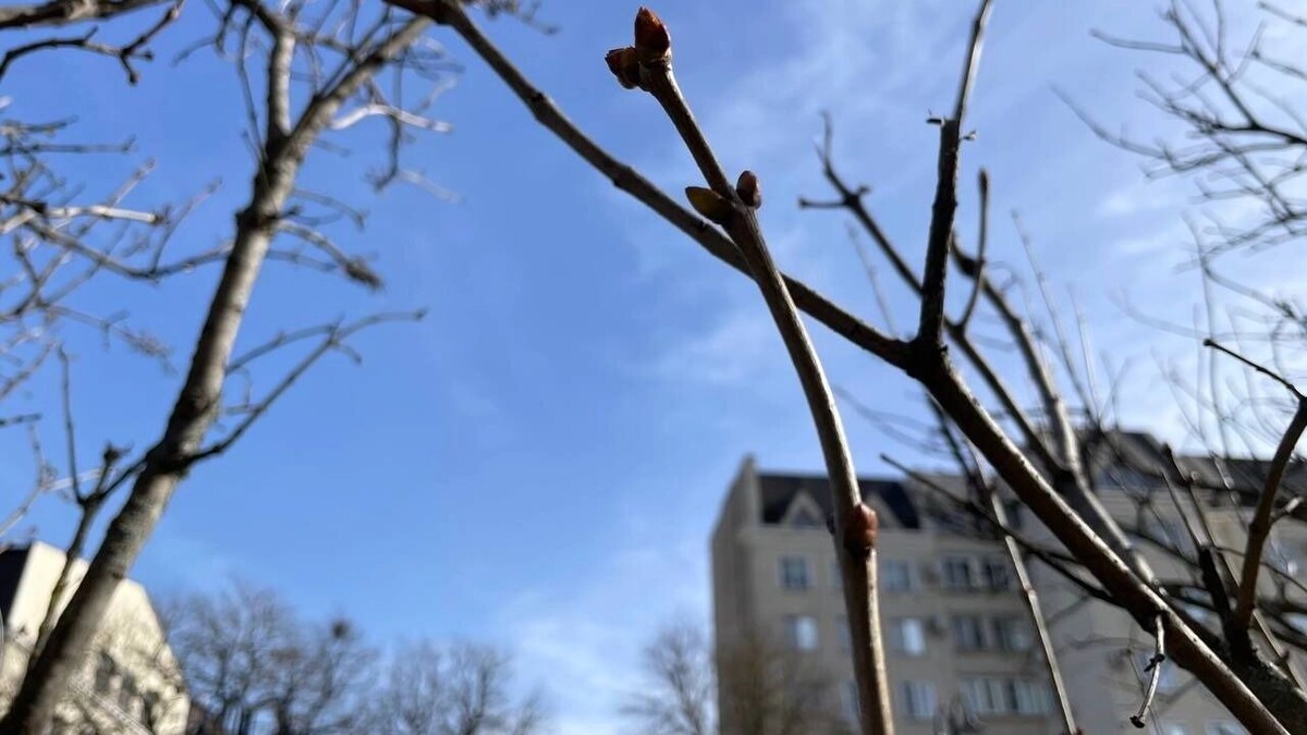    Весна начнется с теплой солнечной погоды в Ростове-на-Дону   rostovgazeta.ru