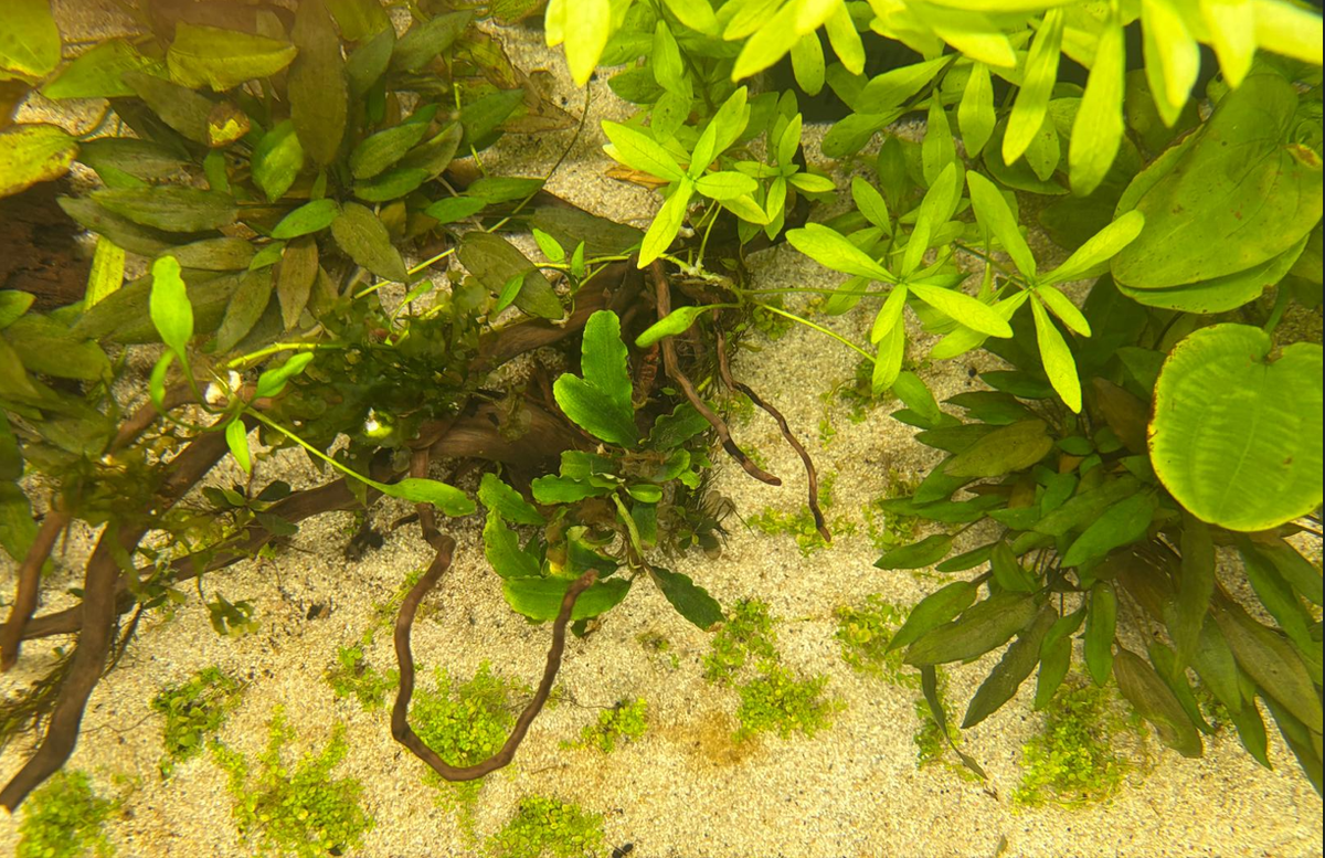 Как будто кто-то плохо помыл пол в аквариуме...