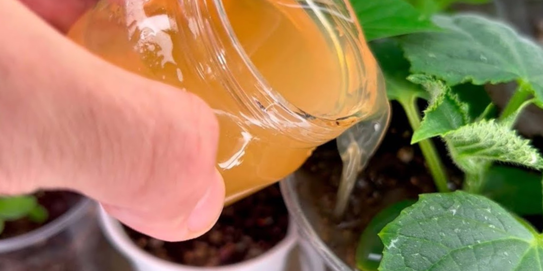 Ни рубля не тарчу на подкормки для рассады. Все их выбрасывают, а я коплю и готовлю полезную подкормку