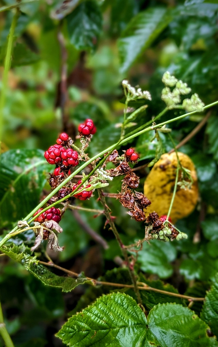 Лесные ягоды