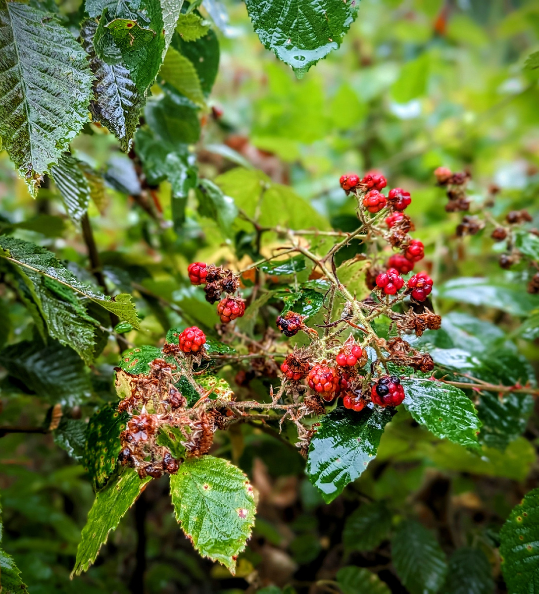 Лесные ягоды