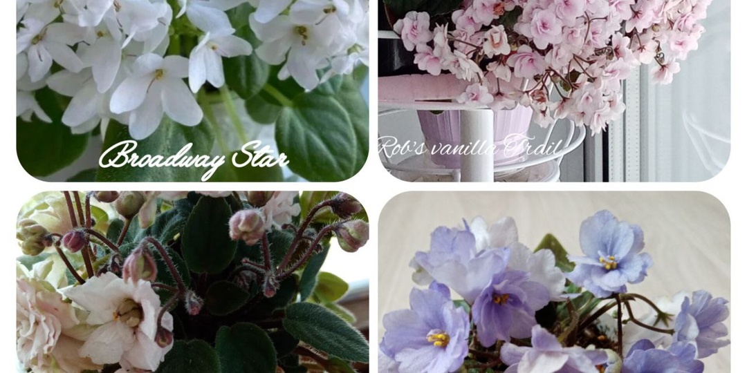 Трейлерная фиалка - это завораживающая красота одного растения с каскадом либо ниспадающих цветущих волн, либо шапка цветов бесконечно