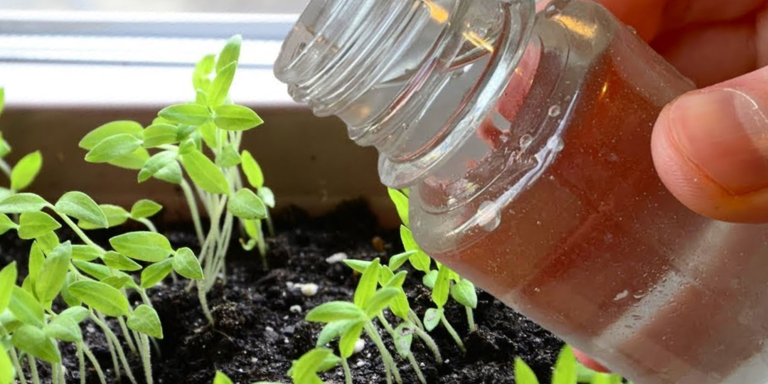 Чем подкормить помидоры после всходов и что делать дальше, чтобы урожай стал рекордным. Мой рабочий подход