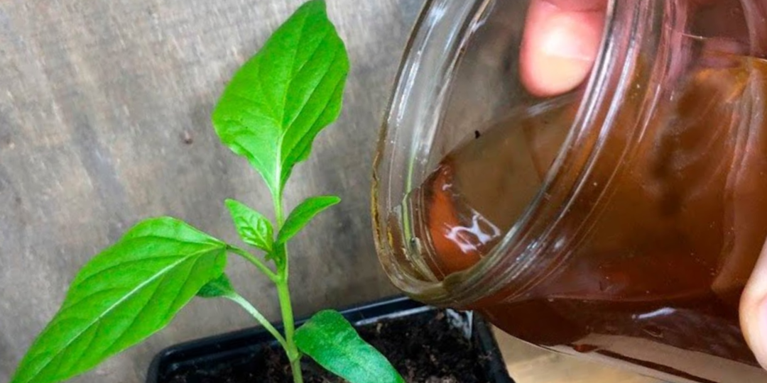 Рассада окрепла за 3 дня! Сделал простую подкормку и теперь не знаю, куда девать излишки