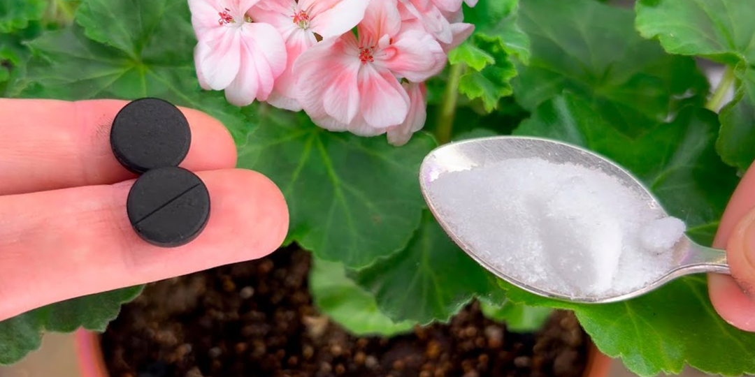 Бурное цветение уже не остановить: что сделать с геранью в марте, чтобы она «ринулась» в рост