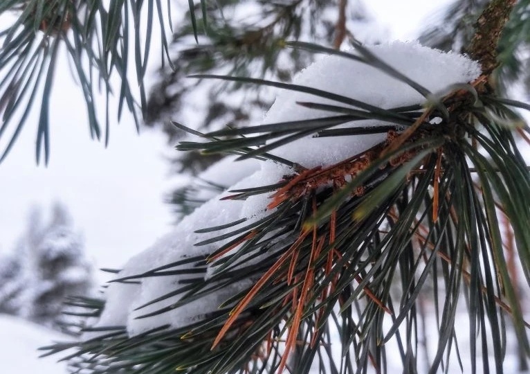 Прощеное воскресенье