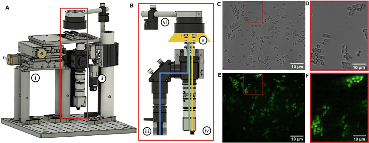    A. Схема микроскопа, показывающая моторизованную ступень (II), центральный вибрационный штатив, который поглощает вибрации, ощущаемые оптической цепью. Оптический блок микроскопа показан красным контуром и состоит из флуоресцентного светодиода (III), матрицы светодиодов яркого поля (VI), отсека для образца (V) и камеры (IV). Синими и зелеными линиями показаны оптические пути возбуждения и излучения соответственно. Желтая линия показывает оптическую траекторию яркого поля. С. Изображение дрожжей в ярком поле, полученное с помощью оптического прицела. D-F. Изображение дрожжей, окрашенных флуоресцентной глюкозой. Выдержка 100 мс, мощность освещения 20%.