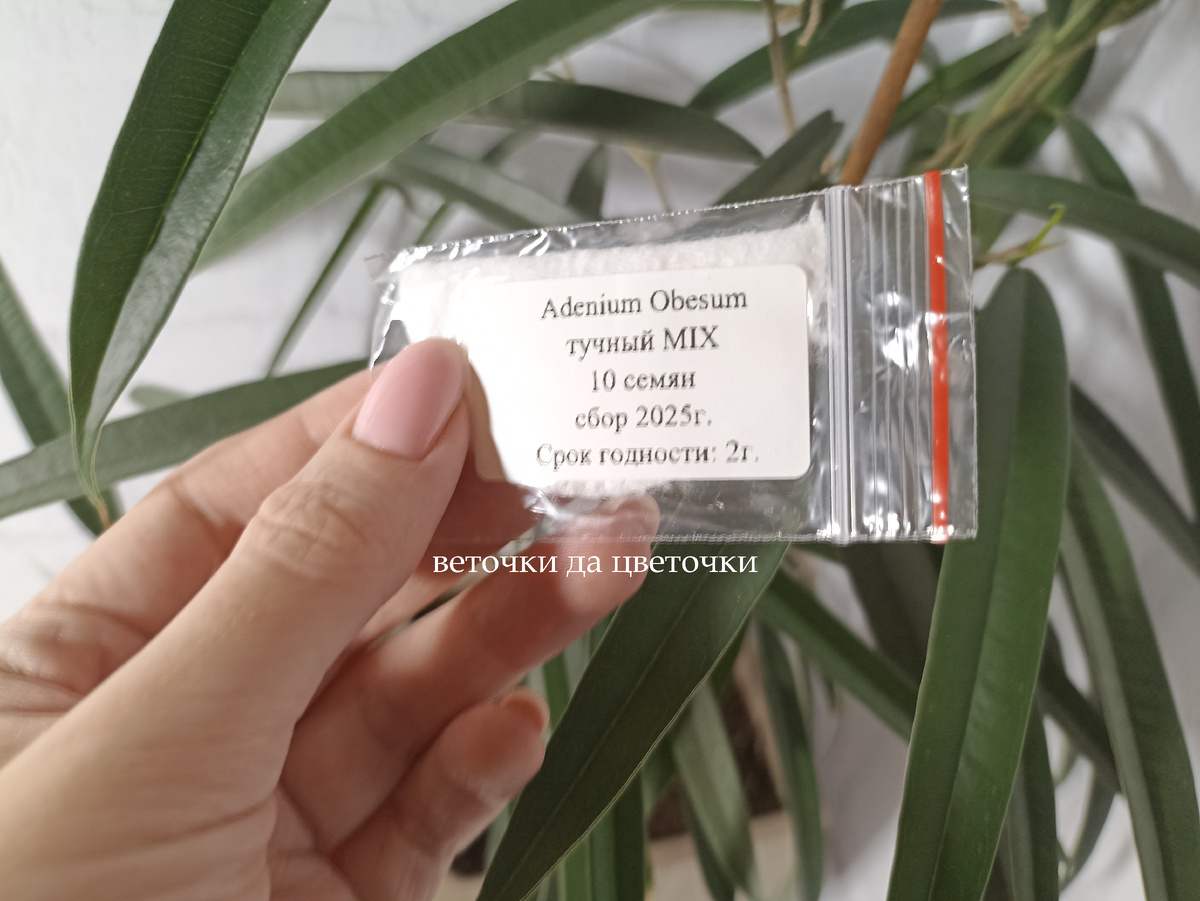 Одновременно с этой публикацией-отчётом написала отзыв на МП. К весне лот предсказуемо подорожал - теперь 10 семян стоят 175 рублей