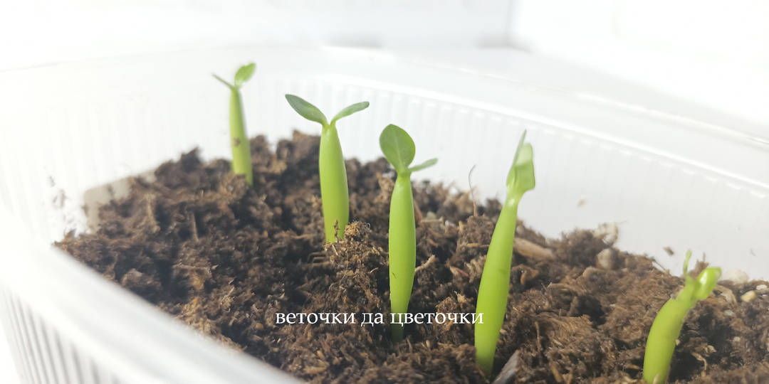 Адениум: купила самые недорогие семена и посеяла. Результаты