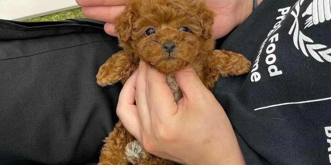 Тикап пудель — модная игрушка или опасная тенденция? Почему вокруг “мини-мини” столько восторгов и столько споров