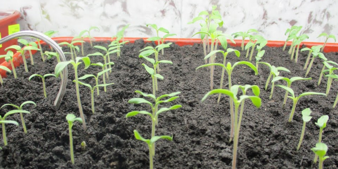 Делаю «сухой» полив для своей рассады томатов. Теперь она не вытягивается даже в темноте, растёт крепкой