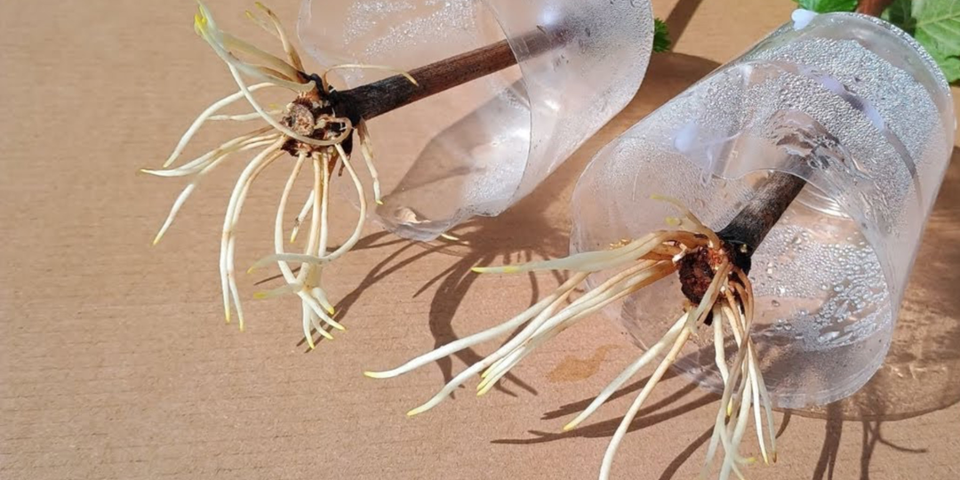 Корешки лезут как бешеные: забудьте про стимуляторы, есть старые домашние рецепты, которые творят чудеса