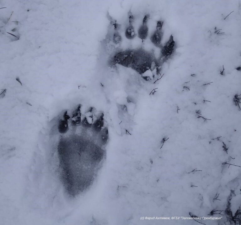   В соседнем с Оренбуржьем регионе медведь напал на человека Мария Чалкина