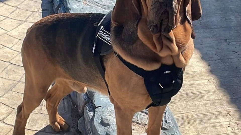 В Смоленске пропал огромный пёс породы бладхаунд: семья просит помощи в поисках Арчи