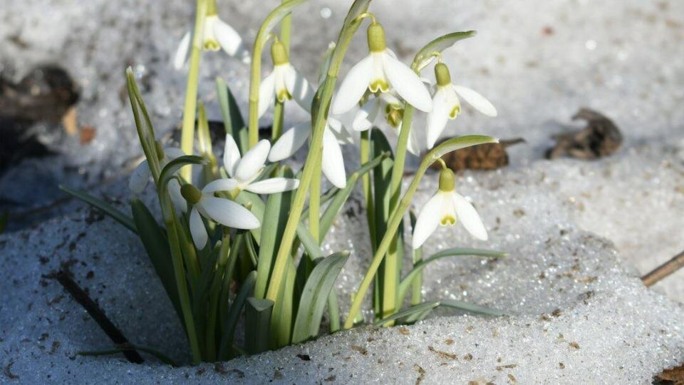 Какой будет весна – 2026 в Ленобласти: сугробы, до +20 и капризы погоды