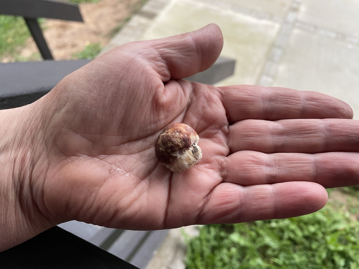 24 сентября. Мой первый настоящий боровик. Найден на о. Хачин просто чудом, очень было "нАда". Фото автора