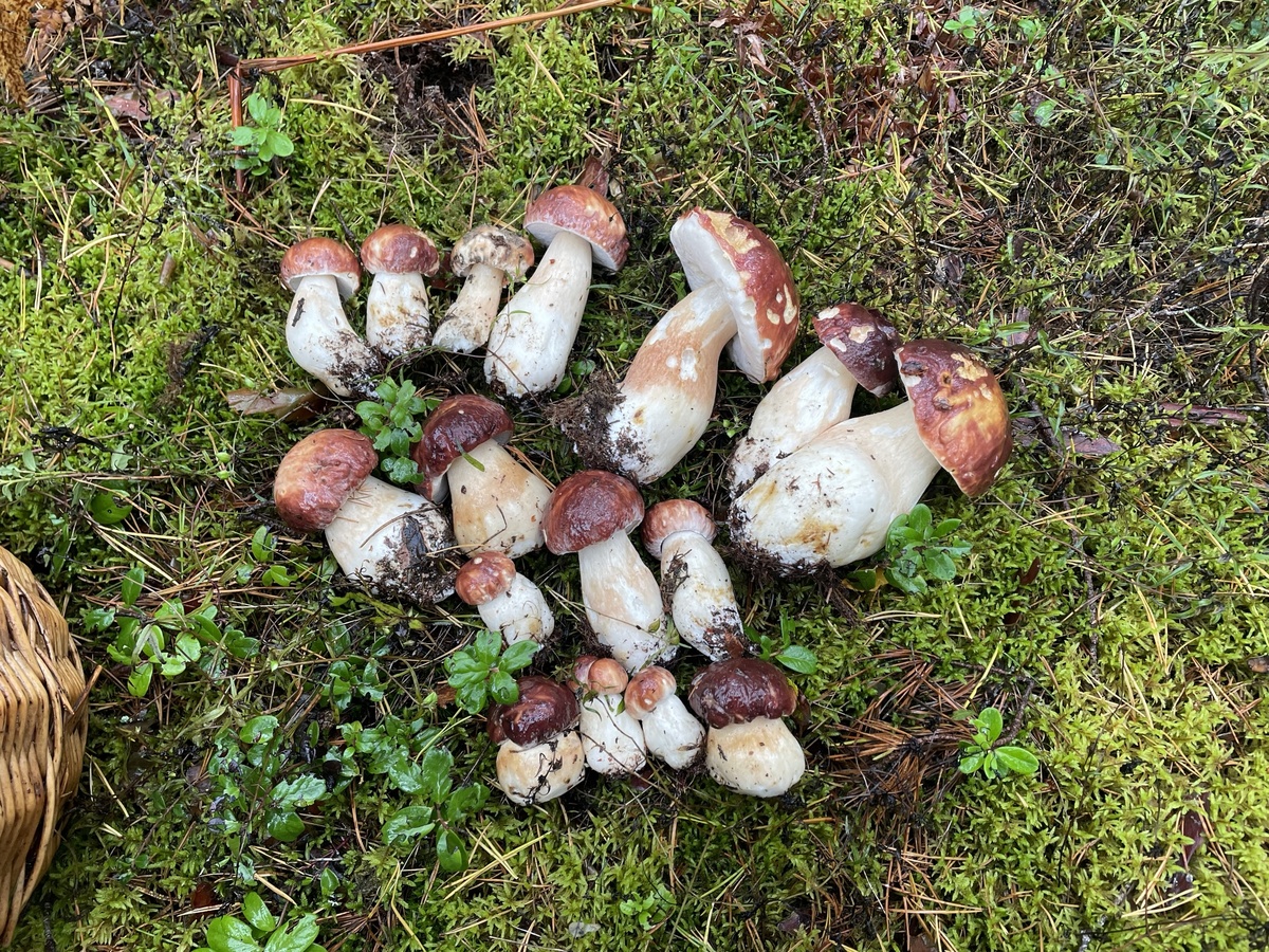 В последний день первого приезда в селигерские боры все же боровых "дали" немного - слой только начинался. И все! Вирус пинофилуса скрутил на всю оставшуюся жизнь. Фото автора