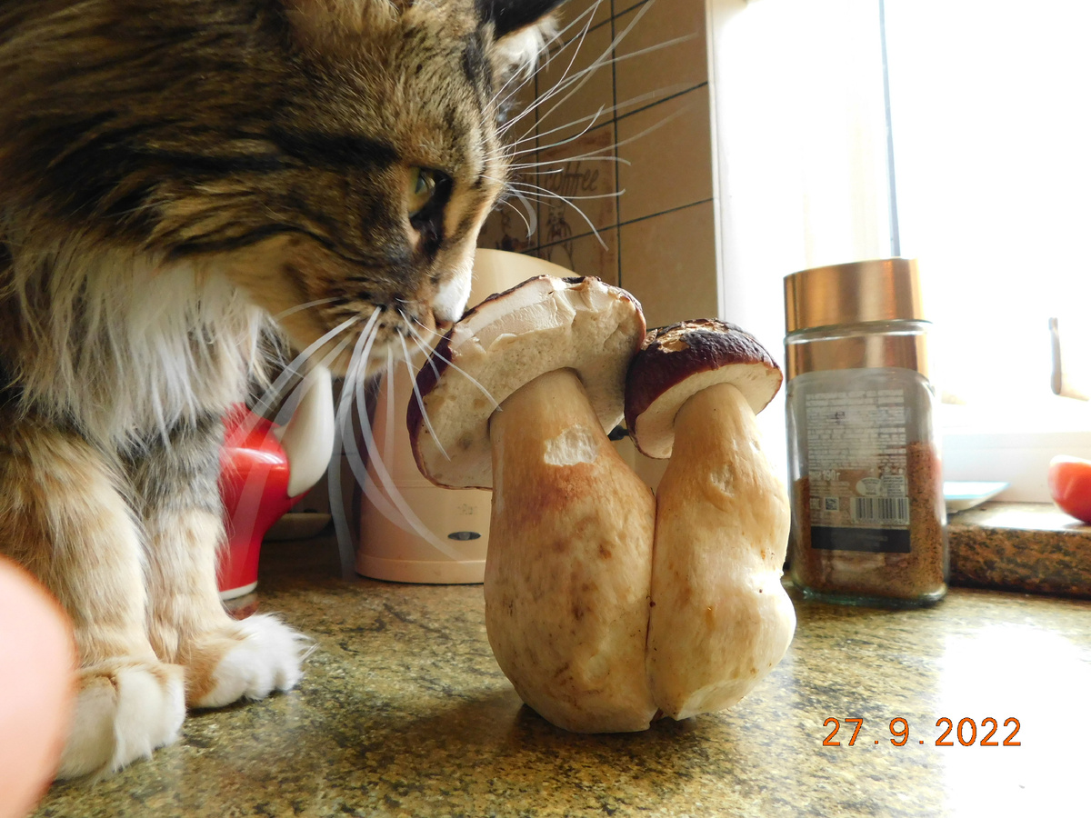 Два боровика показала не только кошке, но и старенькой свекрови отнесла. Мы их с ней вместе пожарили, по-селигерски. Сверковь была родом из Твери, а на Селигере у ее семьи был дом. Так что о боровиках она знала немало.