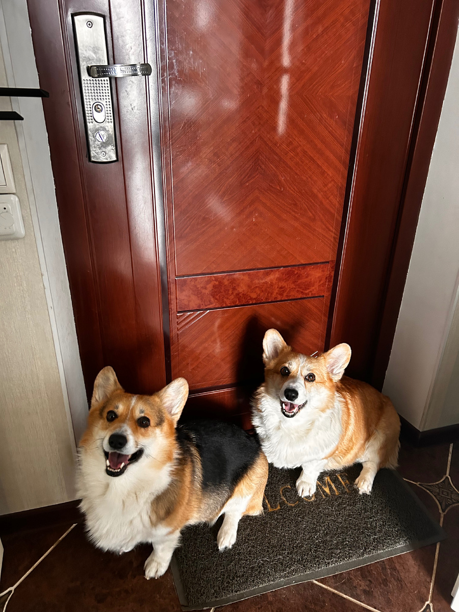 В ожидании прогулки! 🐾