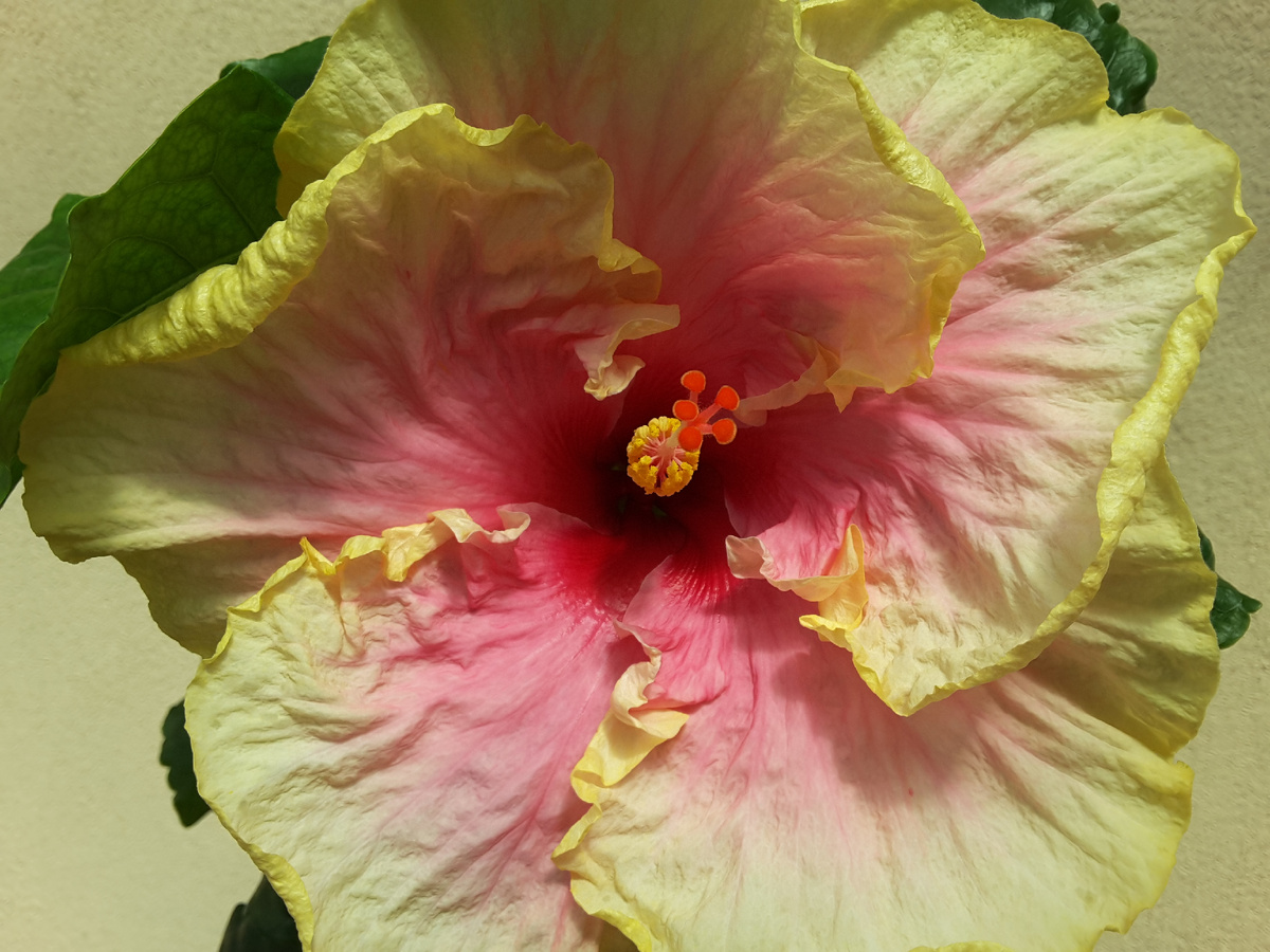 Сорт Тарантелла, очень крупные цветы.