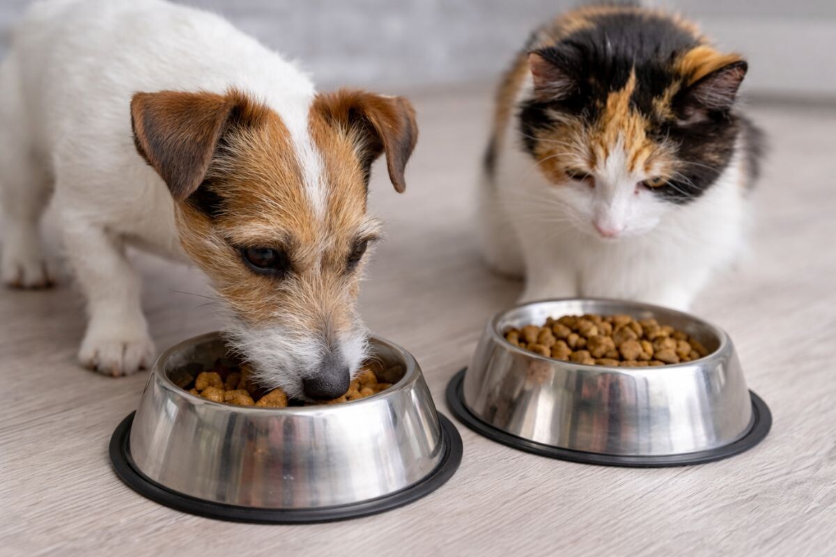 Собака с кошкой едят корм 