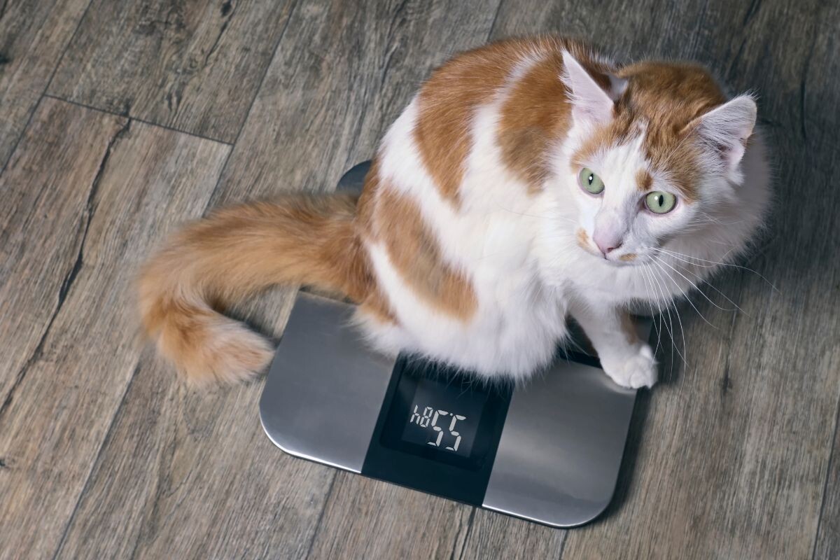 Кошка на весах