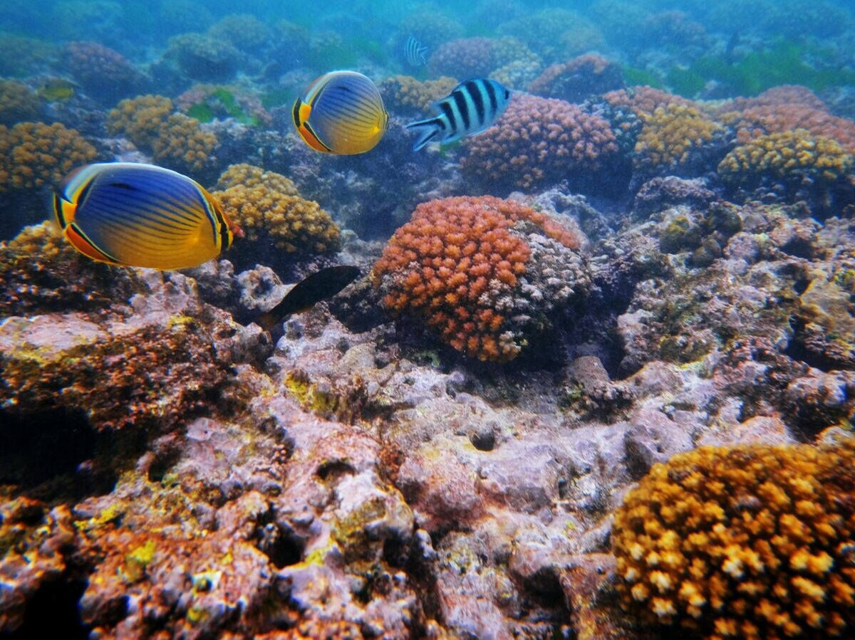    Кораллы и рыбы в акватории острова Ла Диг, Сейшелы | © РИА Новости / Наталья Селиверстова