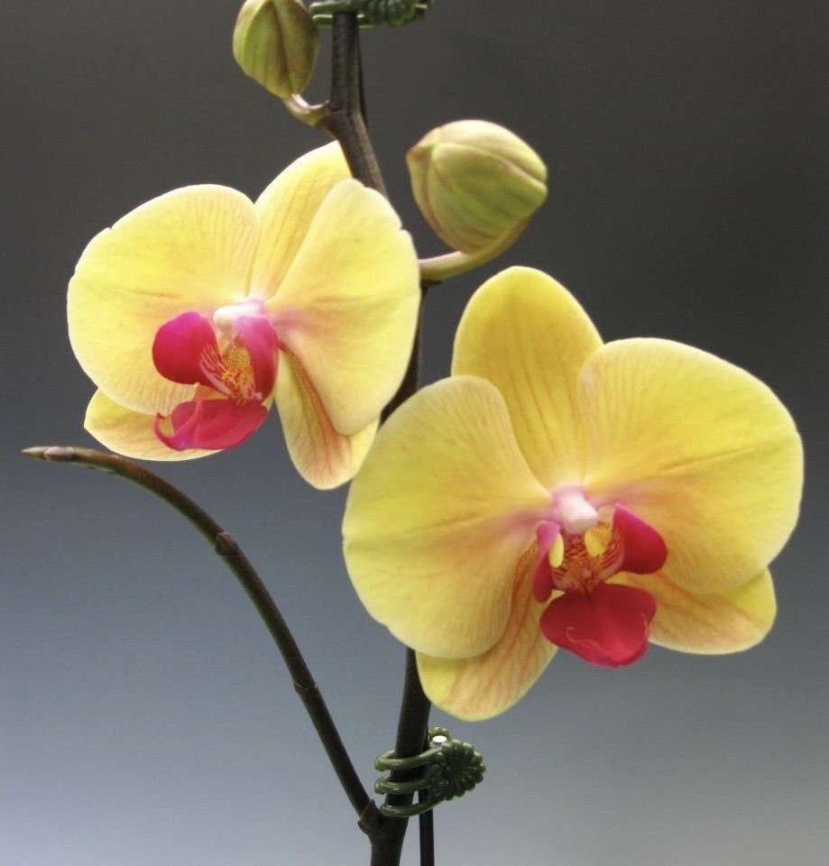 Желтая орхидея