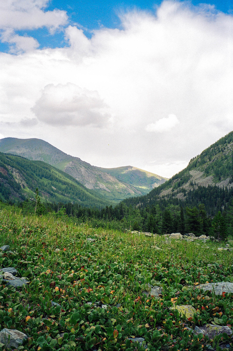 Такие места тоже опасные. Бадан мокрый, а под ним камни. Легко подскользнуться и вывихнуть ногу.
