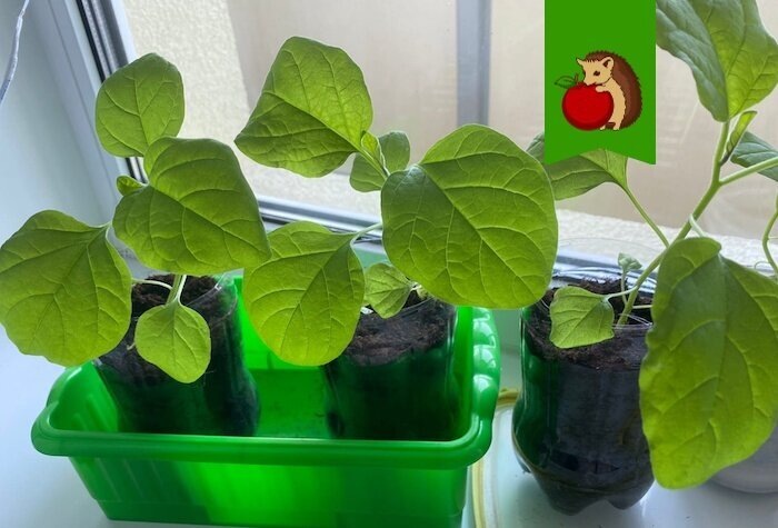 Рассада баклажанов «терпеть не может»: 5 условий, из-за которых рассада не вырастет крепкой и рослой