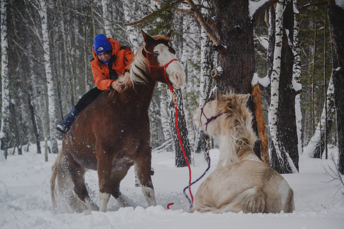 Денвер встаёт из команды "лежать" в лесу на прогулке, для удобной посадки