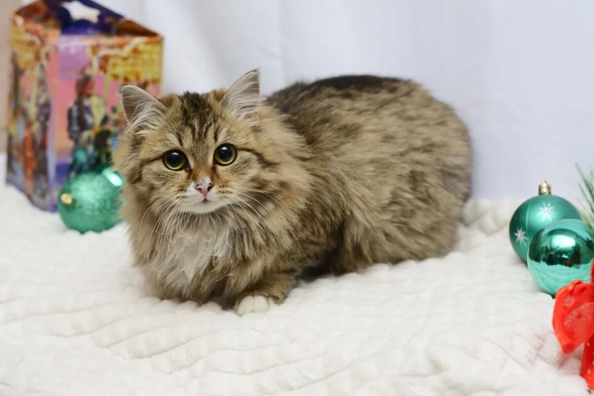 Фото фолонтера-фотографа Ирины.