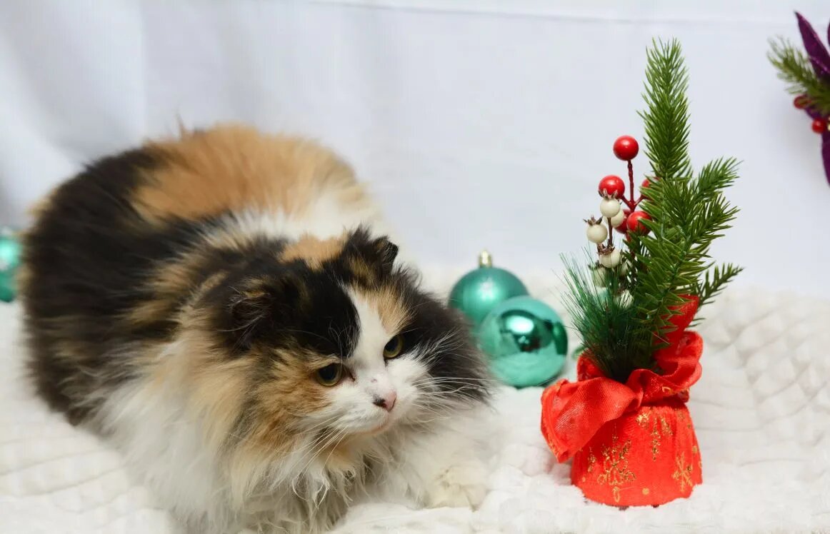 Фото фолонтера-фотографа Ирины.