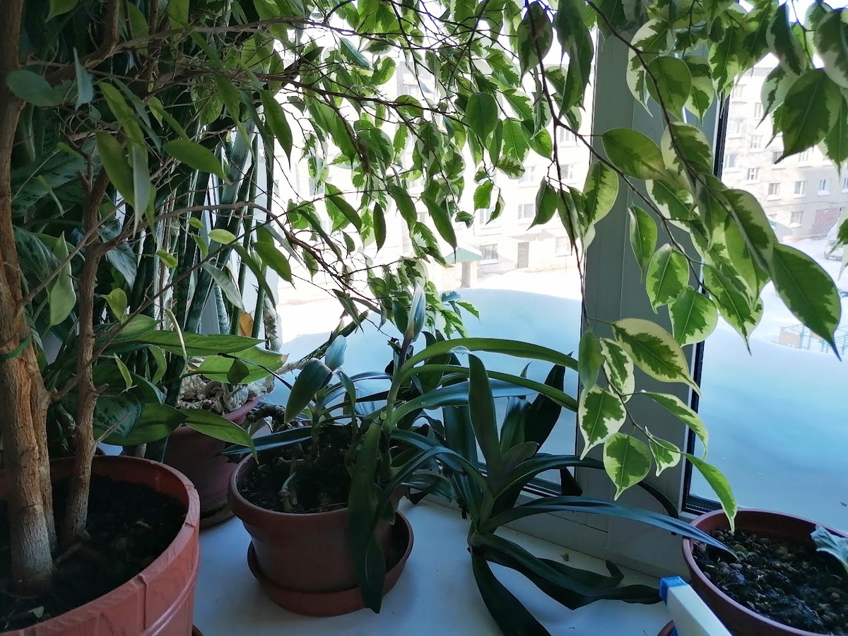 Всем виден сугроб на подоконнике? Фото автора