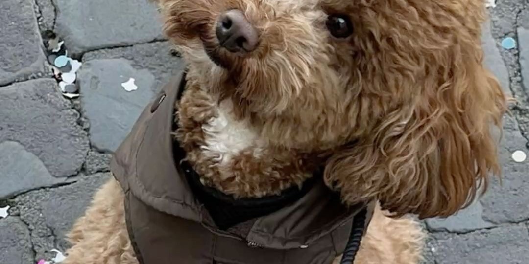 Можно ли отдать свою собаку — и где проходит граница предательства?