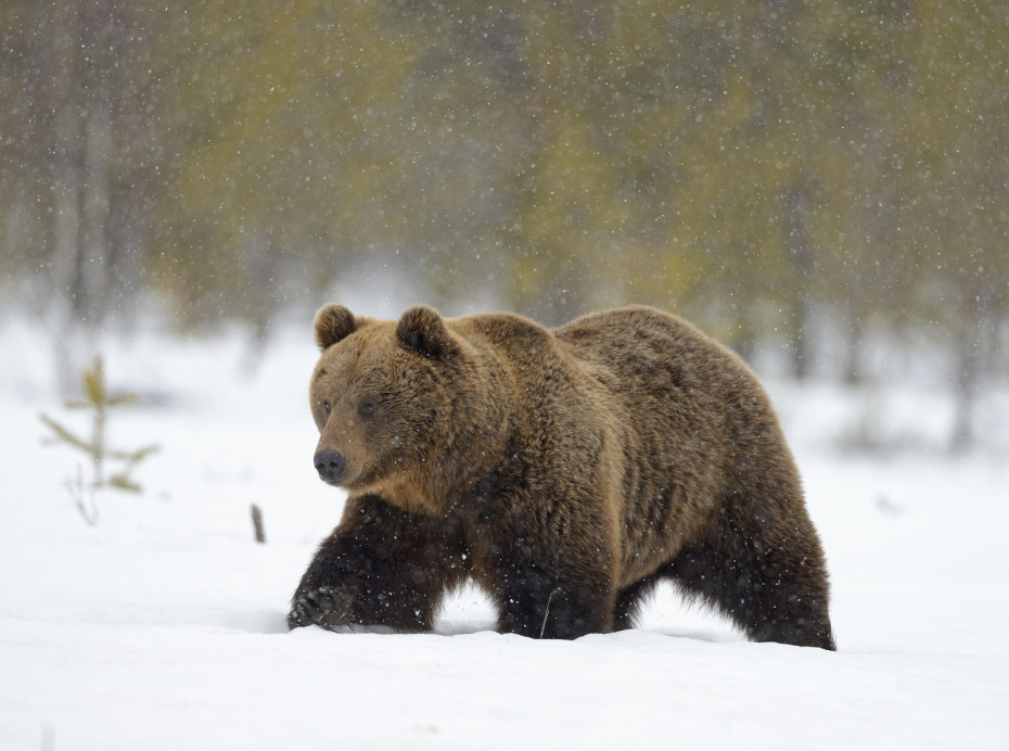    Winfried Wisniewski/imageBROKER.com/Global Look Press