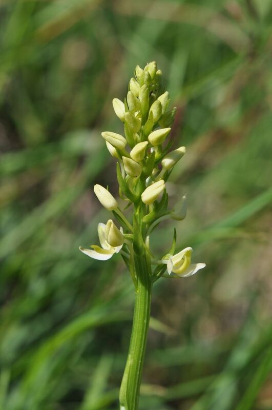 Фото Patrice Descombes