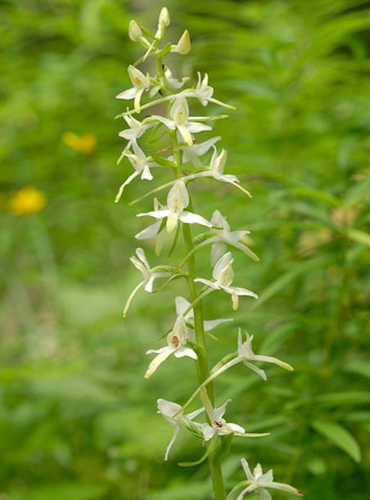 Фото Beat Baumler-Marchairuz (VD)