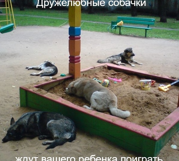 Про бездомных животных и зоошизу