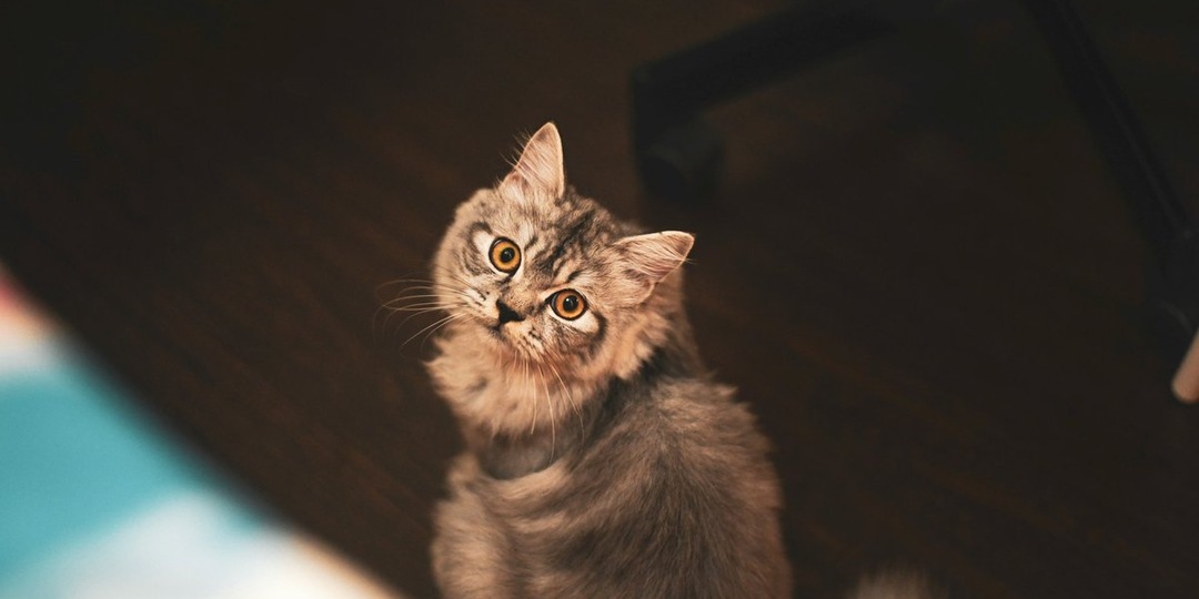 Коричневые выделения из глаз у кошек: когда это нормально, а когда — патология