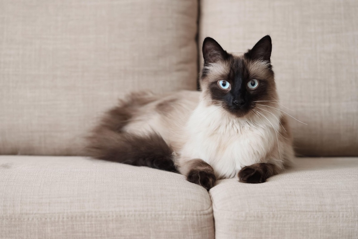    Коричневые выделения из глаз кошки считаются нормой, если они не сопровождаются другими симптомами