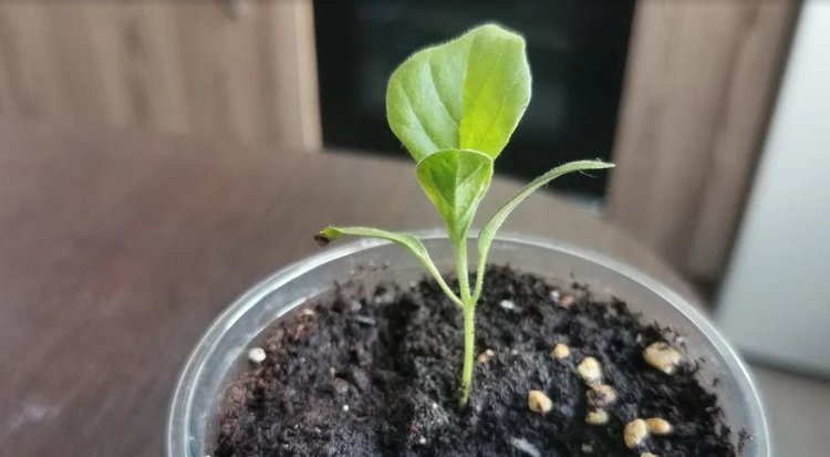    Фото: Лукьянов Дмитрий, AgroXXI.ru