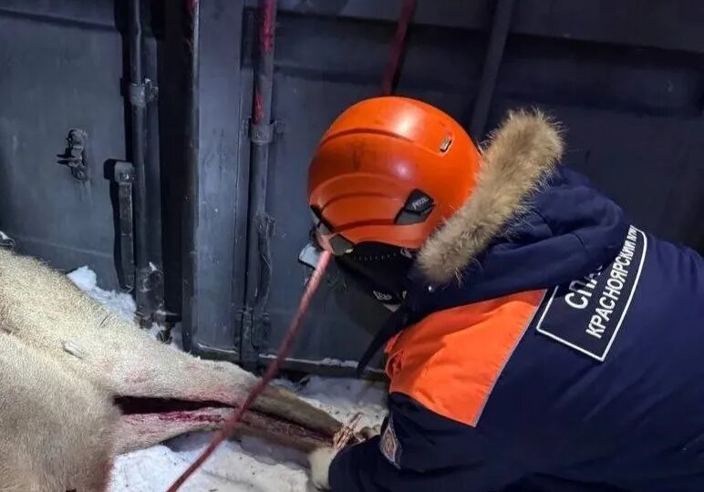 В Красноярске стая диких собак напала на марала