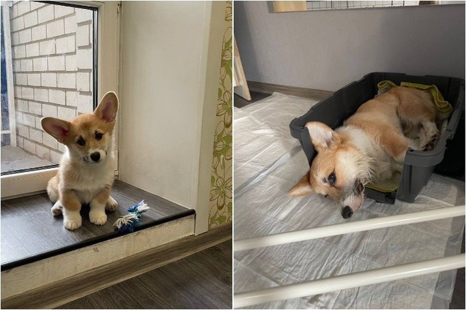    Рио прожил в семьей всего три месяца, после умер. Фото предоставлено Марией Дмитриевной.