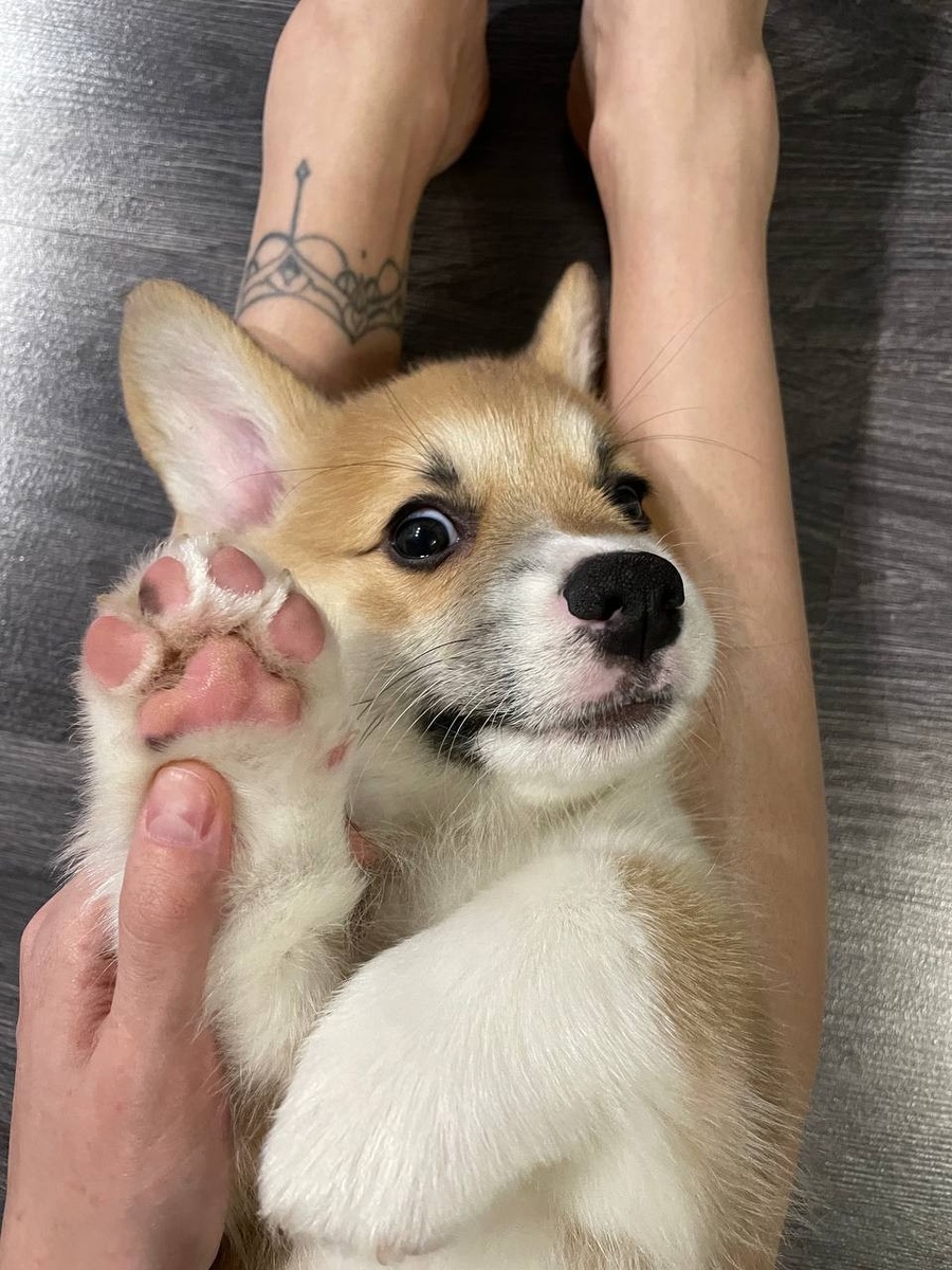    Рио покупали у проверенного заводчика. Фото предоставлено Марией Дмитриевной.