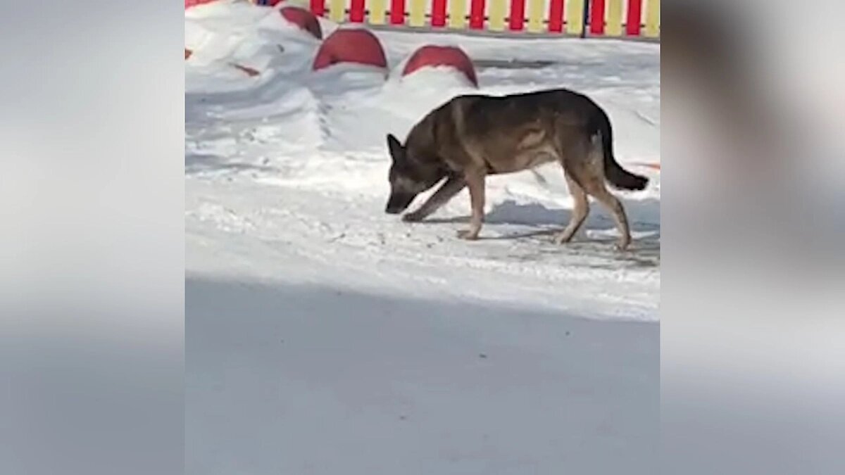 Источник https://static.life.ru/ip/unsafe/rs:fit:1200:/q:98/sh:0.5/czM6Ly9saWZlLXN0YXRpYy9wdWJsaWNhdGlvbnMvMjAyNi8yLzIzLzE2NjgwMDgzMTM3MzQuMjMwNy5qcGc=.webp