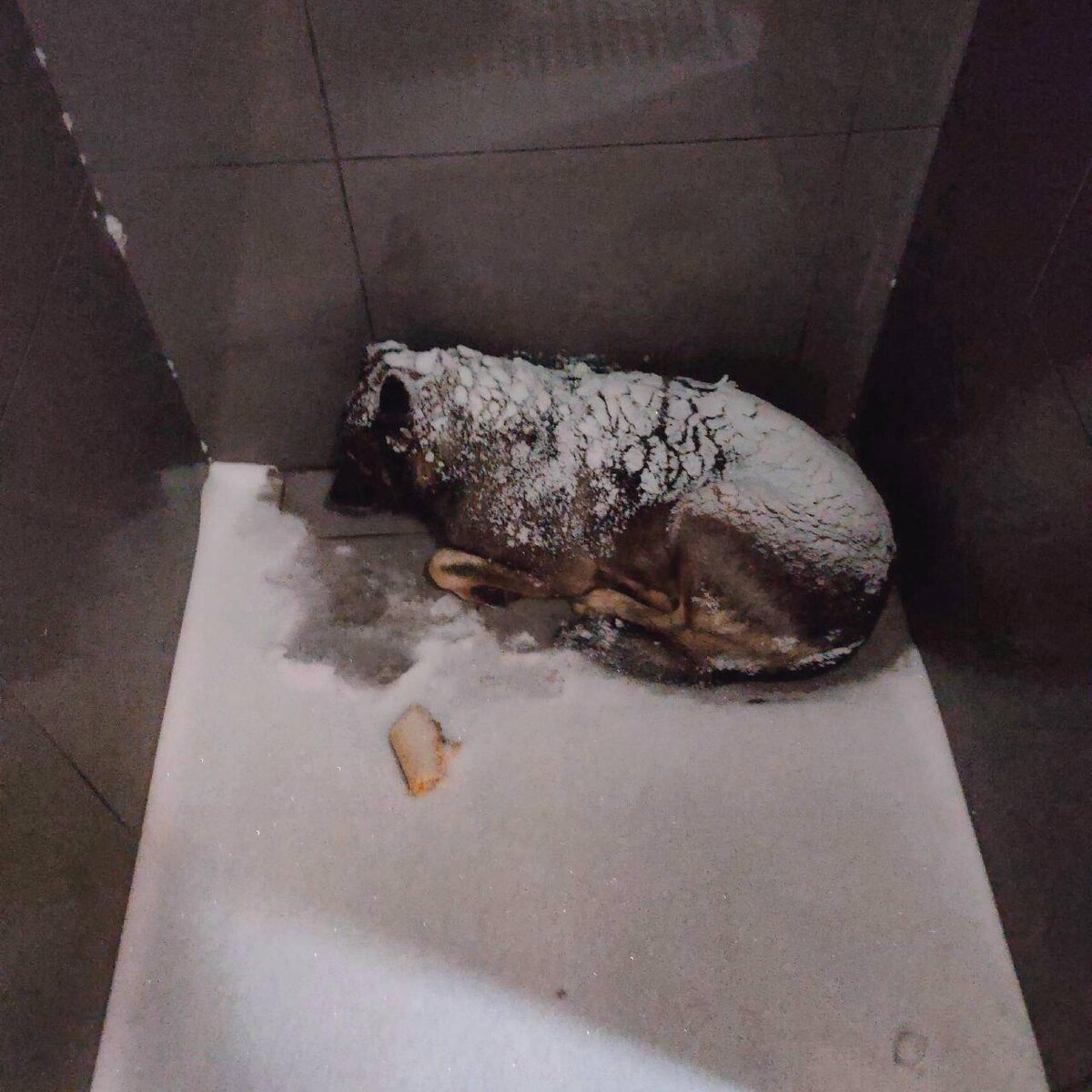    фото:t.me/achnov