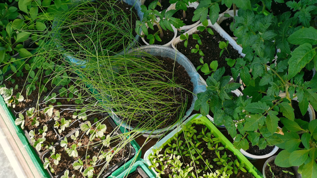 Рассады будет много!