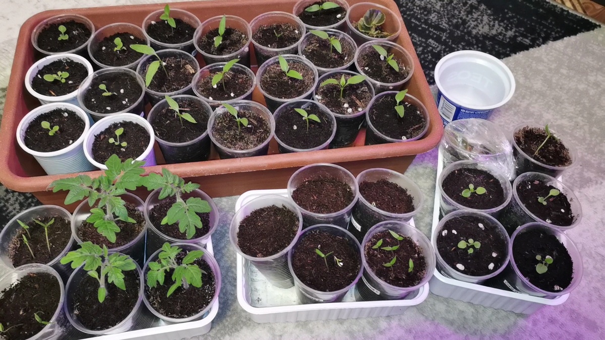 Февральские посевы. 